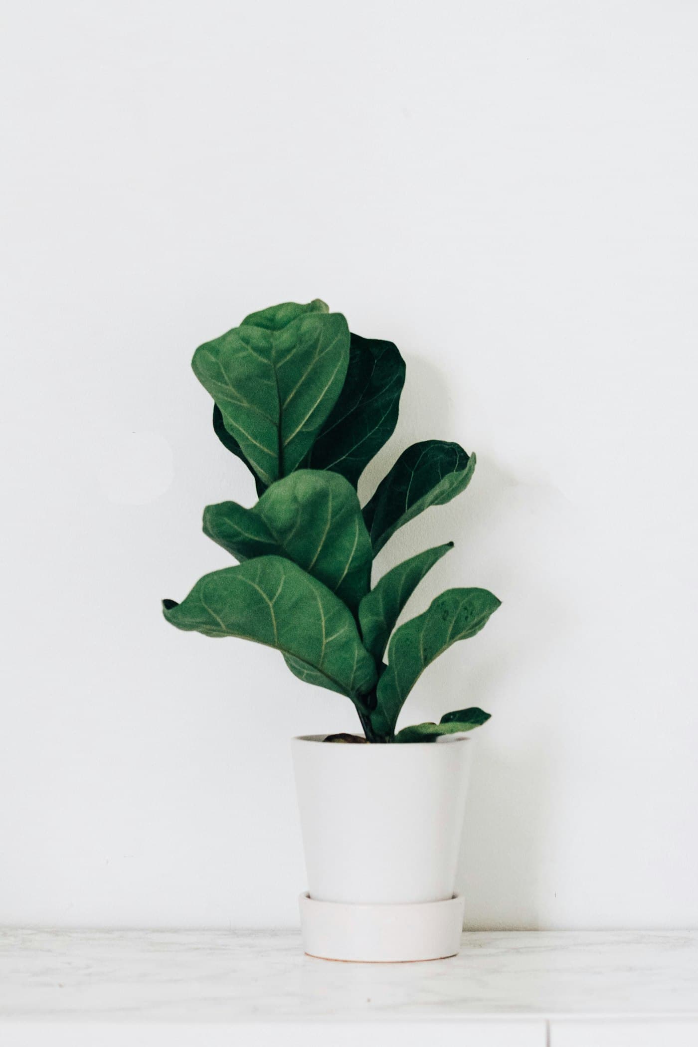 Ficus lyrata dans un pot blanc sur un fond clair