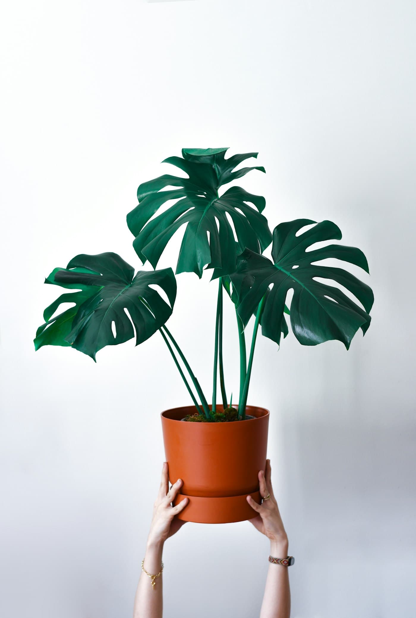 Monstera dans un pot en terre cuite sur un support en bois