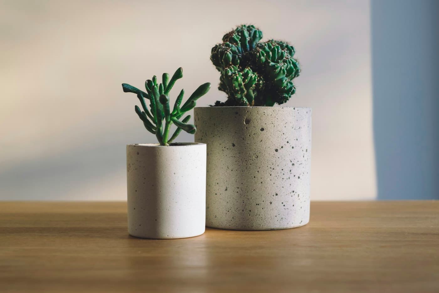 Trois succulentes dans des pots en céramique sur une table en bois